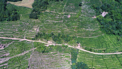 西番莲基地