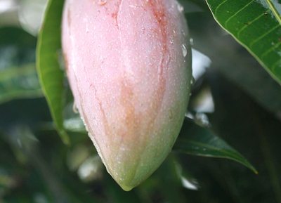 新鲜芒果