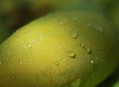 新鲜芒果